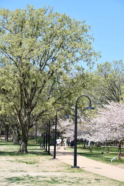 Washington Apr Körsbärsträd Längs Tidvattnet Washington Sett Den April 2021 — Stockfoto