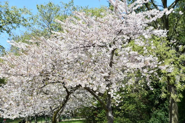 Washington Apr 2021年4月4日に見られるように ワシントンDcの潮流域に沿った桜の木 — ストック写真