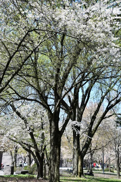 Washington Apr Körsbärsträd Längs Tidvattnet Washington Sett Den April 2021 — Stockfoto