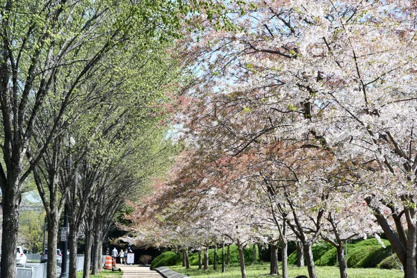 Washington Apr Körsbärsträd Längs Tidvattnet Washington Sett Den April 2021 — Stockfoto