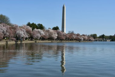 Washington DC 'deki Washington Anıtı yakınlarındaki Kiraz Çiçekleri
