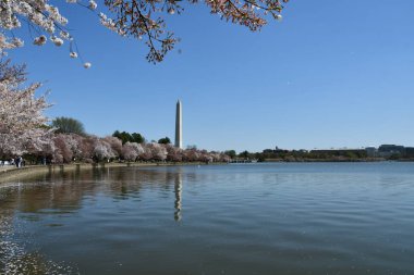 Washington DC 'deki Washington Anıtı yakınlarındaki Kiraz Çiçekleri