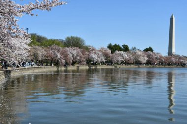 Washington DC 'deki Washington Anıtı yakınlarındaki Kiraz Çiçekleri
