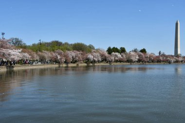 Washington DC 'deki Washington Anıtı yakınlarındaki Kiraz Çiçekleri