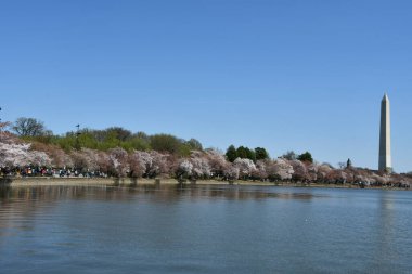 Washington DC 'deki Washington Anıtı yakınlarındaki Kiraz Çiçekleri
