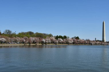 Washington DC 'deki Washington Anıtı yakınlarındaki Kiraz Çiçekleri
