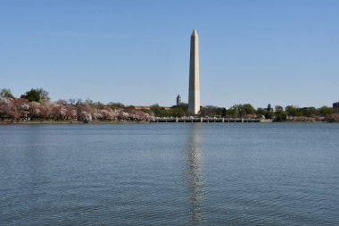 Washington DC 'deki Washington Anıtı yakınlarındaki Kiraz Çiçekleri