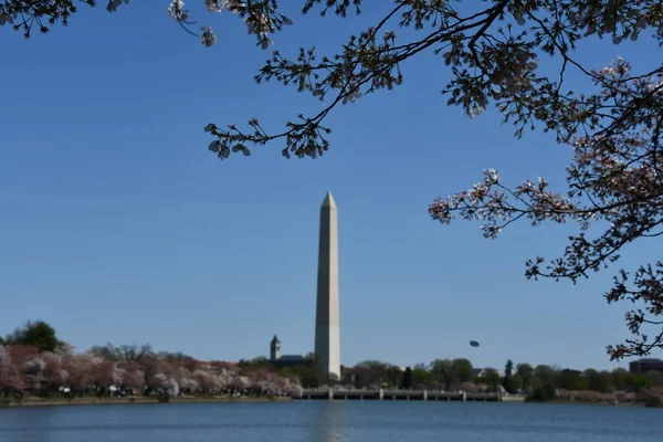 ワシントンDcのワシントン記念碑近くの桜 — ストック写真