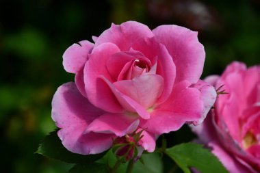 Güzel Pembe Gül Çiçeği