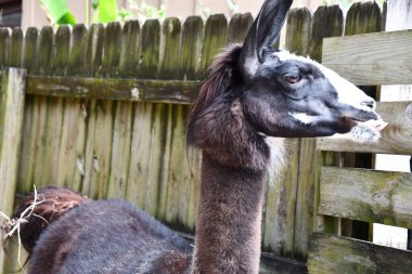 Bir Lama 'nın Yakın Çekimi