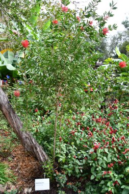 ORLANDO FL - NOV 21: Central Florida Zoo and Botanical Gardens in Orlando, Florida, as seen on Nov 21, 2021.