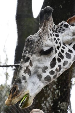 Bir zürafaya yaklaş.