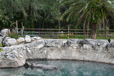 Büyük Tek Boynuzlu Gergedan