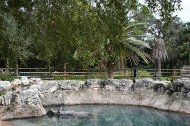 Büyük Tek Boynuzlu Gergedan