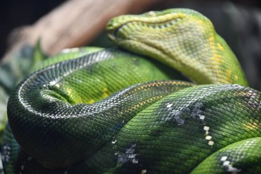 Bir Yeşil Piton Yılanı