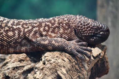 A Mexican Beaded Lizard