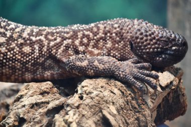 A Mexican Beaded Lizard