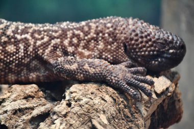 A Mexican Beaded Lizard