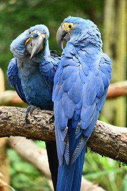 Bir Papağan Papağan Kuşu