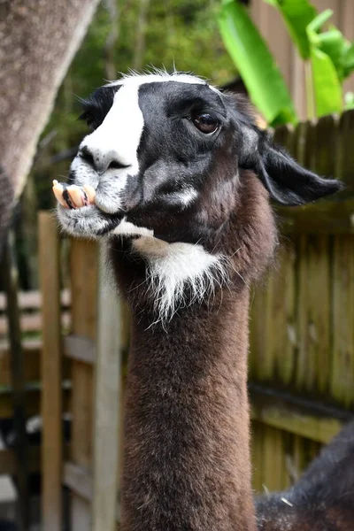 Primo Piano Lama — Foto Stock