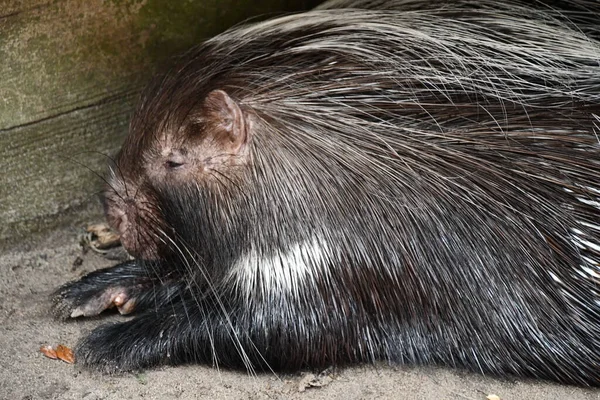 African Crested Porcupine — Stock Fotó