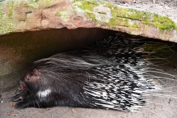 African Crested Porcupine — Fotografia de Stock