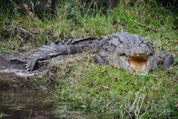 Dangerous Alligator Water — Stockfoto