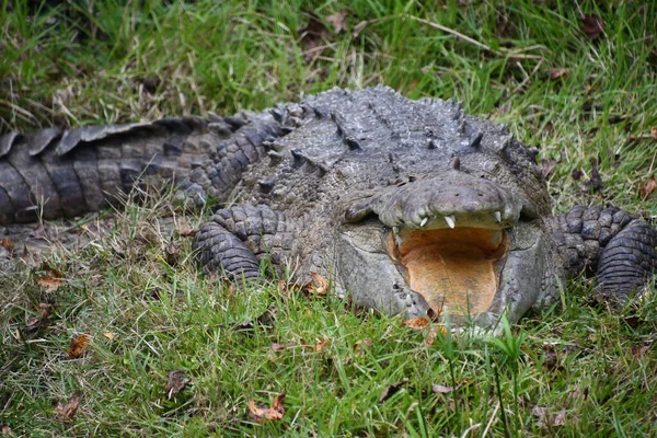 Dangerous Alligator Water — Stockfoto