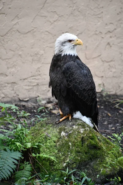 Bald Eagle Bird — Stock Photo, Image