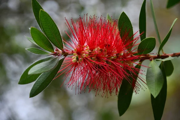 ORLANDO FL - NOV 21: Central Florida Zoo and Botanical Gardens in Orlando, Florida, as seen on Nov 21, 2021.