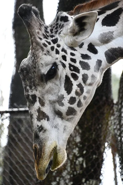 Bir zürafaya yaklaş.