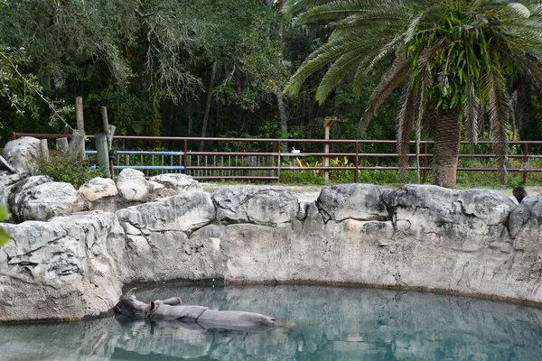 Büyük Tek Boynuzlu Gergedan