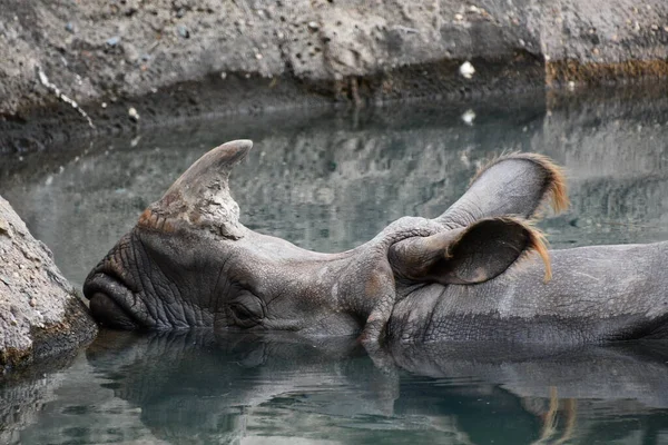 Великий Однорогий Носорог — стоковое фото