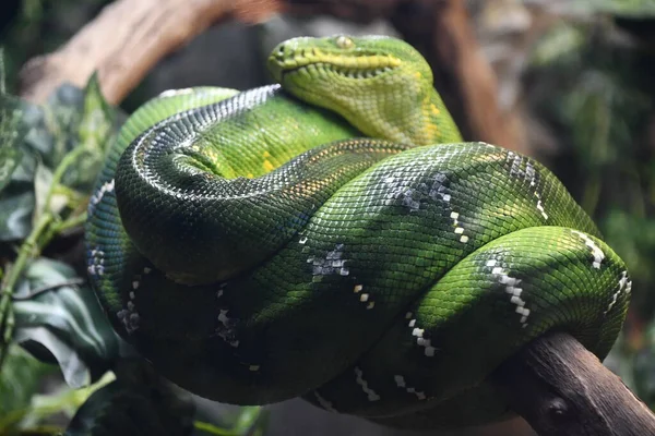 Una Serpiente Pitón Verde —  Fotos de Stock