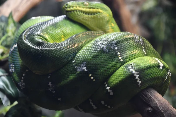 Uma Serpente Python Verde — Fotografia de Stock