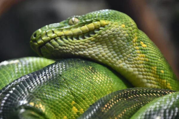 Uma Serpente Python Verde — Fotografia de Stock