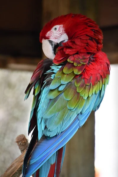 Parrot Macaw Bird —  Fotos de Stock
