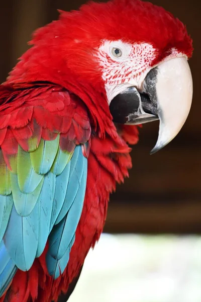 Птица Попугай — стоковое фото