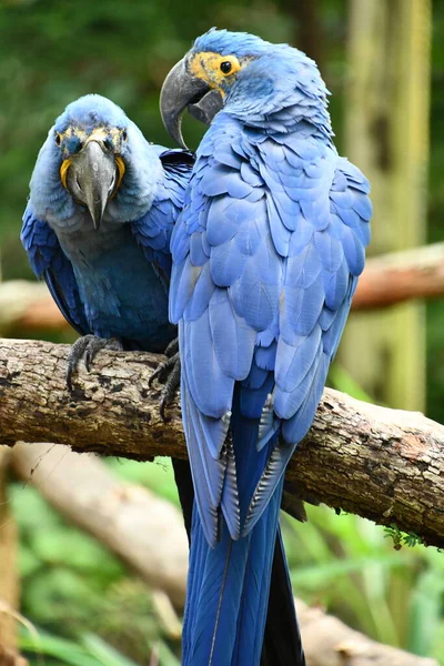 Папуга Макао — стокове фото