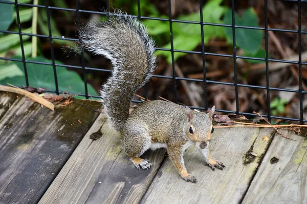 Little Squirrel Wild — Stock Photo, Image