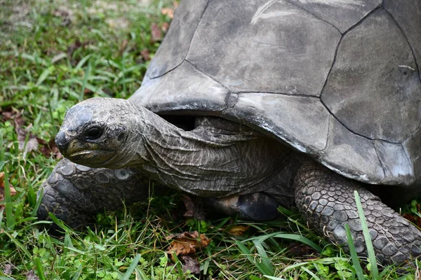 Une Tortue Qui Bouge Lentement — Photo