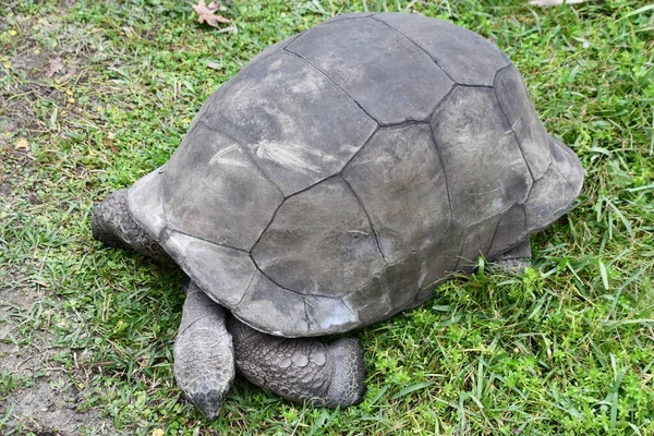 Медленно Движущаяся Черепаха — стоковое фото