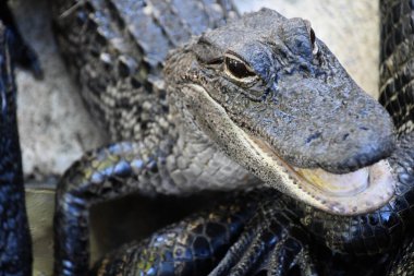 A close-up of an Alligator
