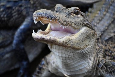 A close-up of an Alligator