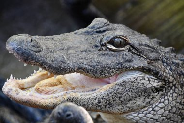 A close-up of an Alligator