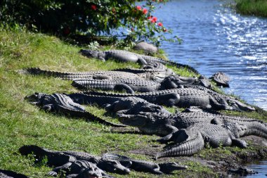 bataklıkta bir timsah