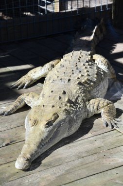 A close-up of an Alligator