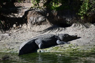 bataklıkta bir timsah