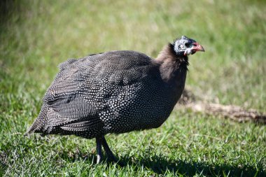 Çiftlikteki Bir Türkiye