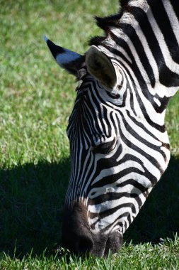 Hayvanat Bahçesindeki Zebra